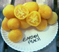 Garden Peach tomatoes