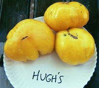 hughslg.jpg