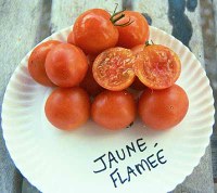 jauneflamee.jpg