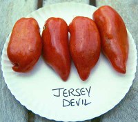 jerseydevillg.jpg