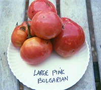 Large Pink Bulgarian tomatoes
