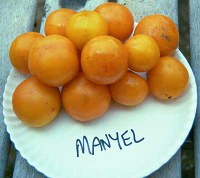manyellg.jpg