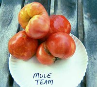 muleteamlg.jpg
