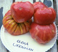 olenaukrainianlg.jpg