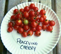 Peacevine Cherry tomatoes