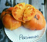Persimmon tomatoes