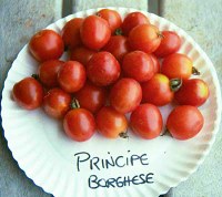 Principe Borghese tomatoes