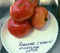 Radiator Charlie's Mortgage Lifter tomatoes
