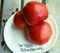 Red Brandywine tomatoes