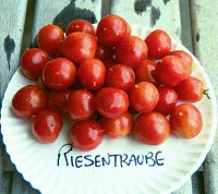 riesentraublg.jpg