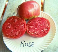 roselg.jpg