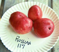 russian117lg.jpg