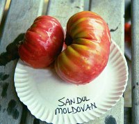 sandulmoldovanlg.jpg