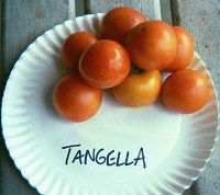 tangellalg.jpg