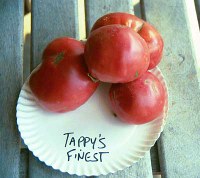 tappysfinestlg.jpg