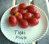 Thai Pink tomatoes