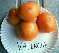 valencialg.jpg