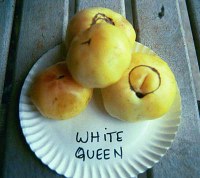 whitequeenlg.jpg