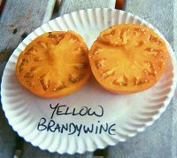 yellowbrandywinelg.jpg