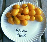 Yellow Pear
