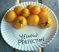yellowperfectionlg.jpg