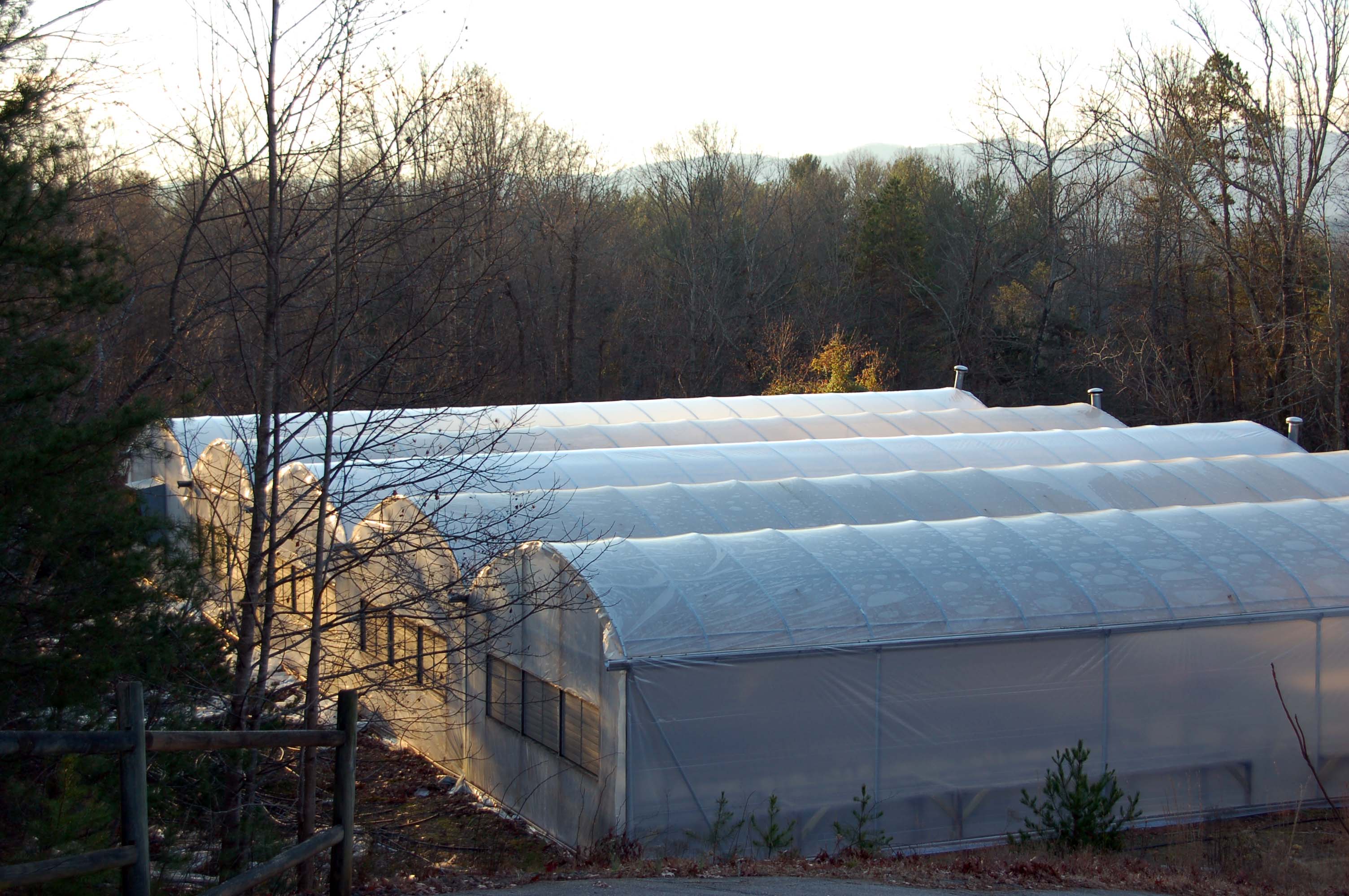 morganton greenhouses